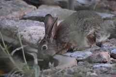 Sylvilagus audubonii