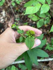 Silphium asperrimum, photograph author not stated, no rights reserved