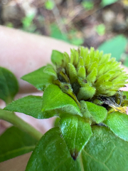 Silphium asperrimum, photograph author not stated, no rights reserved