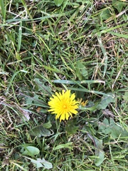 Taraxacum