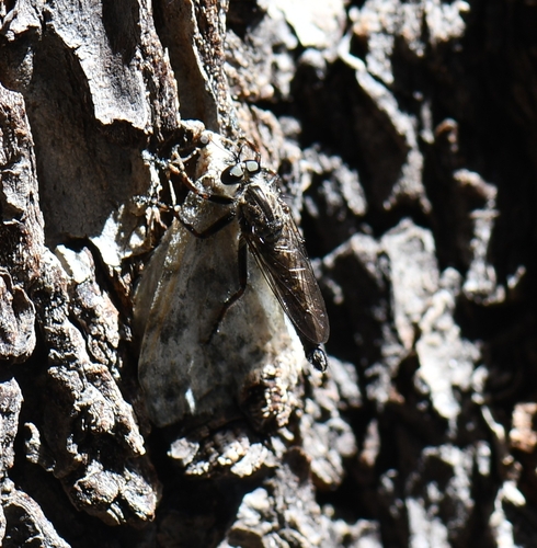 iNaturalist observation photo of Butterflies and Moths