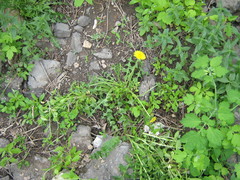 Taraxacum officinale