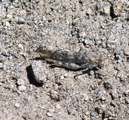iNaturalist observation photo of Dancing Grasshopper