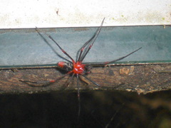 Dimidamus dimidiatus
