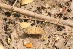 Junonia lemonias
