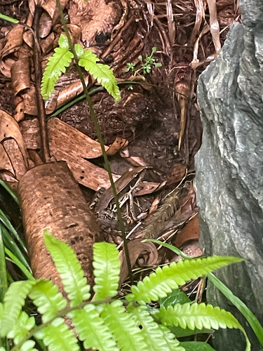 Guenther's Frog