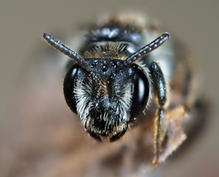 Andrena labiata
