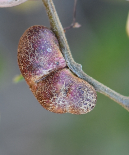 iNaturalist observation photo of Oak Gall Wasps