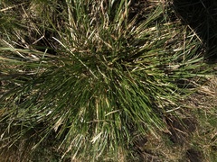 Carex paniculata