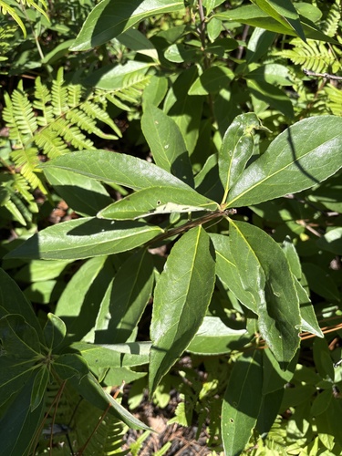 Symplocos tinctoria