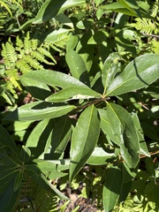 Symplocos tinctoria