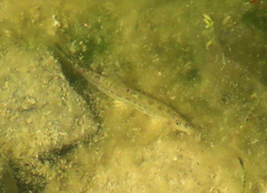 Cobitis paludica
