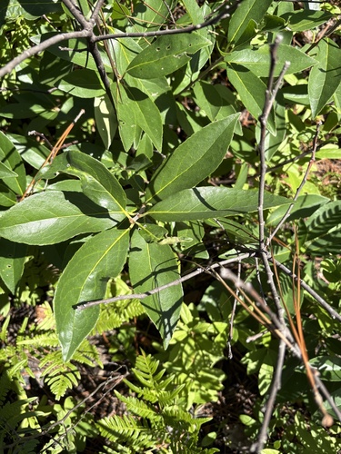Symplocos tinctoria, photograph 2