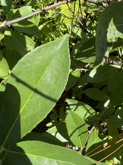 Symplocos tinctoria, photograph author not stated, no rights reserved