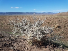 Spiraea aquilegifolia