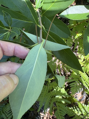 Symplocos tinctoria, photograph 4
