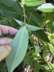 Symplocos tinctoria, photograph author not stated, no rights reserved
