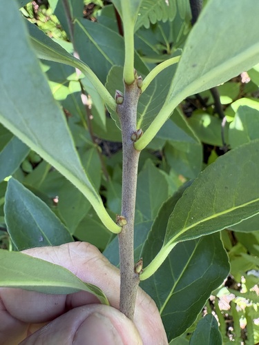 Symplocos tinctoria, photograph 5