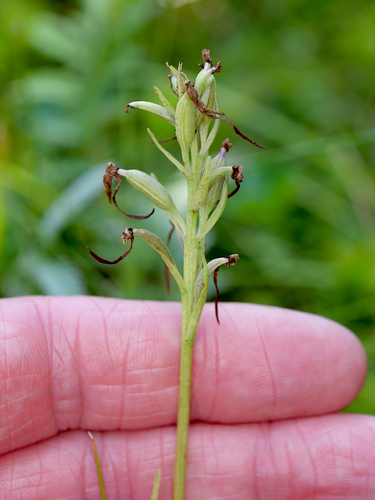 Platanthera lacera observed 2026-08-20