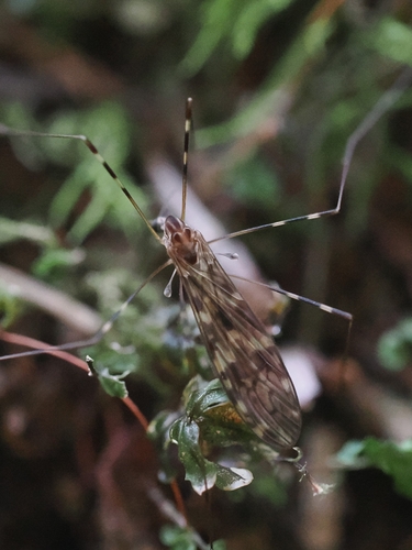 Sixspot Cranefly photo 6