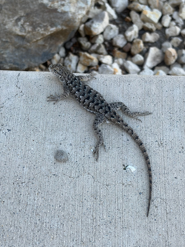 Western Fence Lizard