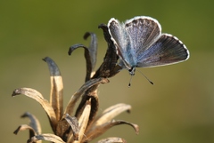 Pseudophilotes baton