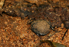 Gynopeltis cryptospila