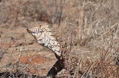Varanus giganteus