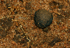 Gynopeltis cryptospila