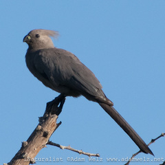 Corythaixoides concolor concolor