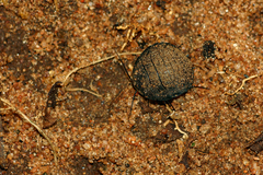 Gynopeltis cryptospila