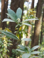 Skimmia