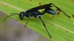 Chalybion zimmermanni