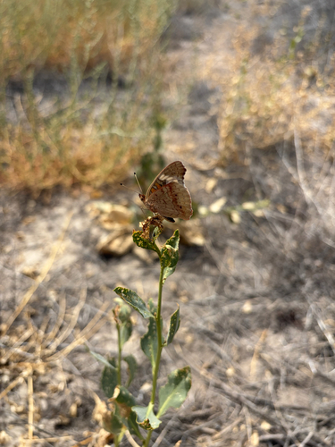 Gray Buckeye
