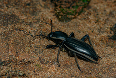 Chiliarchum bertolonii