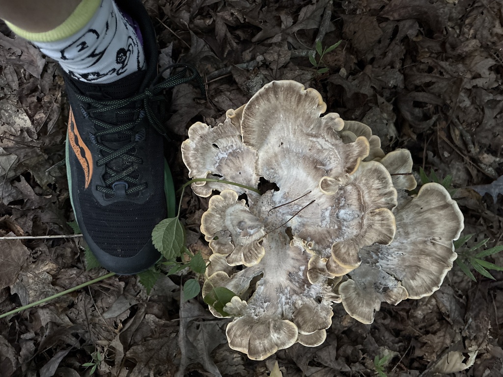 Black-staining Polypore · August 2026 · photo: Photo: (c) Carol Ann McCormick, some rights reserved (CC BY) · iNaturalist