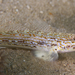 Hoese's Sandgoby - Photo (c) mattdowse, some rights reserved (CC BY-NC), uploaded by mattdowse