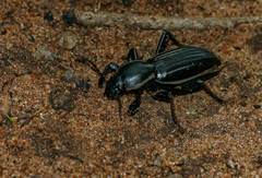 Chiliarchum bertolonii