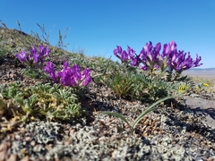 Astragalus suffruticosus