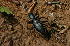 Chiliarchum bertolonii