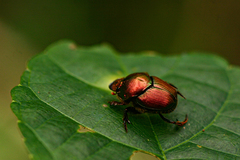 Proagoderus aureiceps