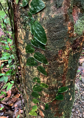 Monstera dubia