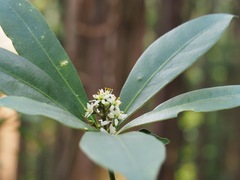 Skimmia