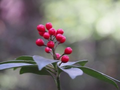 Skimmia