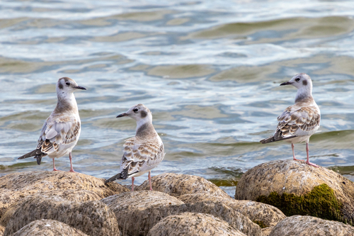 Bonaparte's Gull
