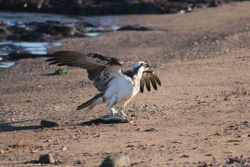 Osprey
