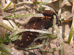 Isostichopus badionotus image