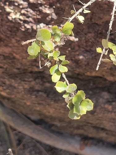Pittosporum spinescens, 2026-08-21