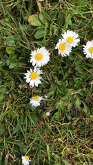 Bellis perennis