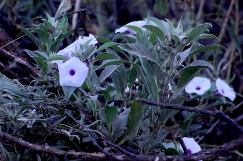 Ipomoea hildebrandtii
